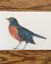 American Robin