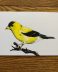 American Goldfinch