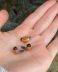 American Robin