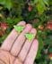 Luna Moth