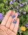 Blueberry
