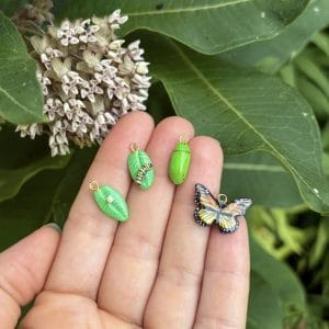 Monarch Life Cycle Collection