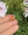 Pumpkin Snail