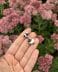 Black Faced Sheep