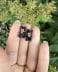 Black Bear